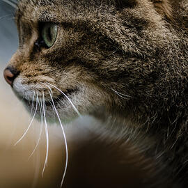 Scottish Wildcats: The Endangered Feline of Britain